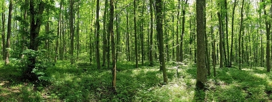Orman bir ağaç topluluğu değil, eko sistemdir